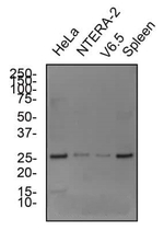 Cripto Antibody in Western Blot (WB)