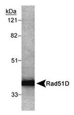 RAD51D Antibody in Western Blot (WB)