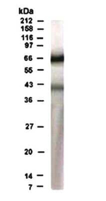 RAD17 Polyclonal Antibody