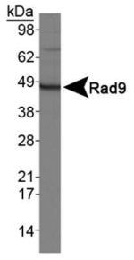 RAD9 Polyclonal Antibody
