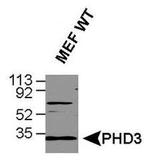 PHD3 Antibody in Western Blot (WB)