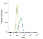 53BP1 Antibody in Flow Cytometry (Flow)