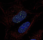 53BP1 Antibody in Immunocytochemistry (ICC/IF)