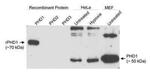 PHD1 Antibody in Western Blot (WB)