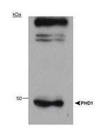 PHD1 Antibody in Western Blot (WB)