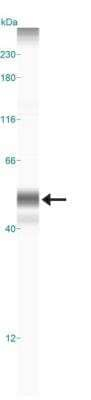 CYR61 Antibody in Western Blot (WB)