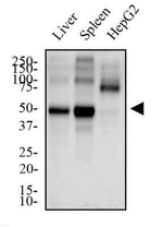 CYR61 Antibody in Western Blot (WB)