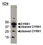 CYR61 Antibody in Western Blot (WB)