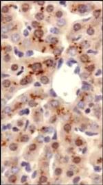 ATP7B Antibody in Immunohistochemistry (Paraffin) (IHC (P))