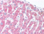 DERL1 Antibody in Immunohistochemistry (Paraffin) (IHC (P))