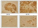 DLX4 Polyclonal Antibody