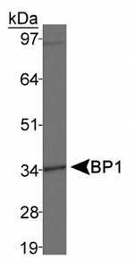 DLX4 Antibody in Western Blot (WB)