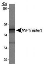 NSP5 Antibody in Western Blot (WB)