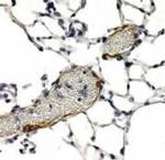 LYVE1 Polyclonal Antibody