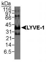 LYVE1 Polyclonal Antibody