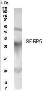 SFRP5 Polyclonal Antibody