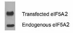 eIF5A2 Antibody in Western Blot (WB)