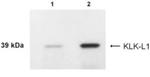 Kallikrein 4 Polyclonal Antibody