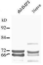 MMP2 Antibody in Western Blot (WB)