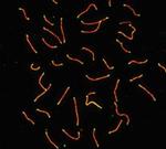 SCP3 Polyclonal Antibody