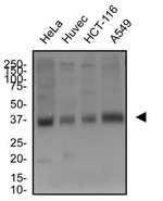 SLC7A11 Antibody in Western Blot (WB)