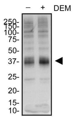 SLC7A11 Antibody in Western Blot (WB)