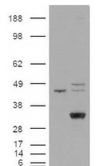 LIPG Antibody in Western Blot (WB)