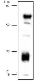 LIPG Antibody in Western Blot (WB)