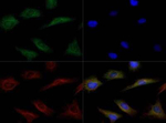 LIPG Polyclonal Antibody
