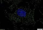 NPC1L1 Polyclonal Antibody