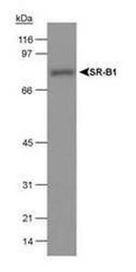 SR-BI Antibody in Western Blot (WB)