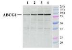 ABCG1 Antibody in Western Blot (WB)