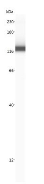CD36 Antibody in Western Blot (WB)