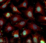 FXR Antibody in Immunocytochemistry (ICC/IF)