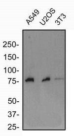 FXR Antibody in Western Blot (WB)