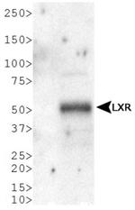 LXR alpha Polyclonal Antibody