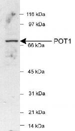 POT1 Polyclonal Antibody