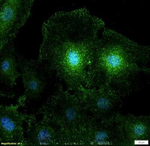 NUMB Antibody in Immunocytochemistry (ICC/IF)