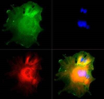 NUMB Antibody in Immunocytochemistry (ICC/IF)