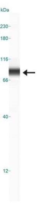 NUMB Antibody in Western Blot (WB)