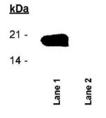 Phospho-Survivin (Thr34) Antibody in Western Blot (WB)