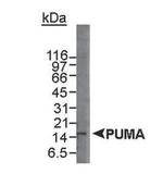 PUMA Antibody in Western Blot (WB)