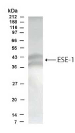 ELF3 Antibody in Western Blot (WB)