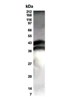 ELF3 Polyclonal Antibody