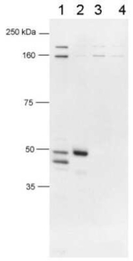 FOXP3 Antibody in Western Blot (WB)