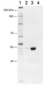 FOXP3 Antibody in Western Blot (WB)