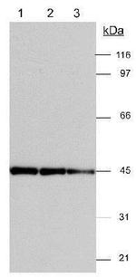 gamma Actin Antibody in Western Blot (WB)