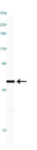 gamma Actin Antibody in Western Blot (WB)