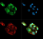 PSMD10 Polyclonal Antibody