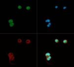 LRP8 Polyclonal Antibody